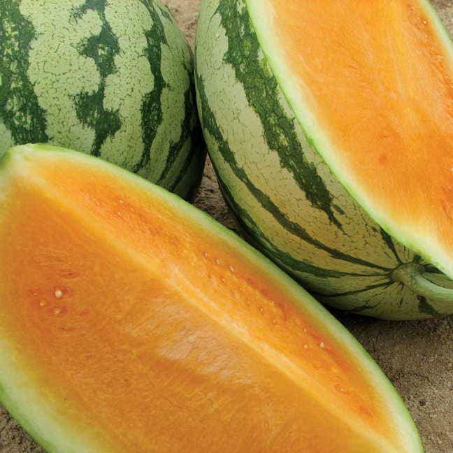 SHOP FRUITS