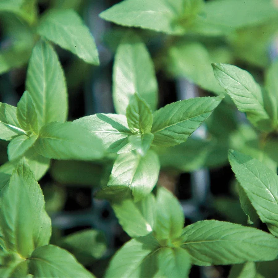 HERBS