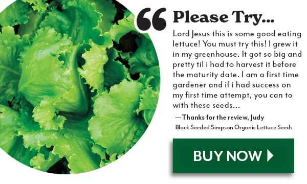 Please Try...Black Seeded Simpson Organic Lettuce Seeds