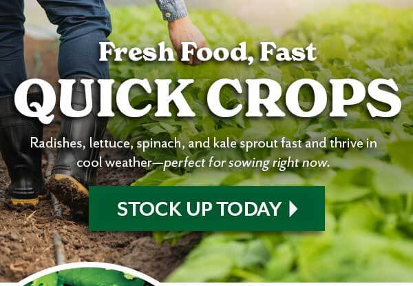 Fresh From Seed, Quick HARVESTS - STOCK UP TODAY