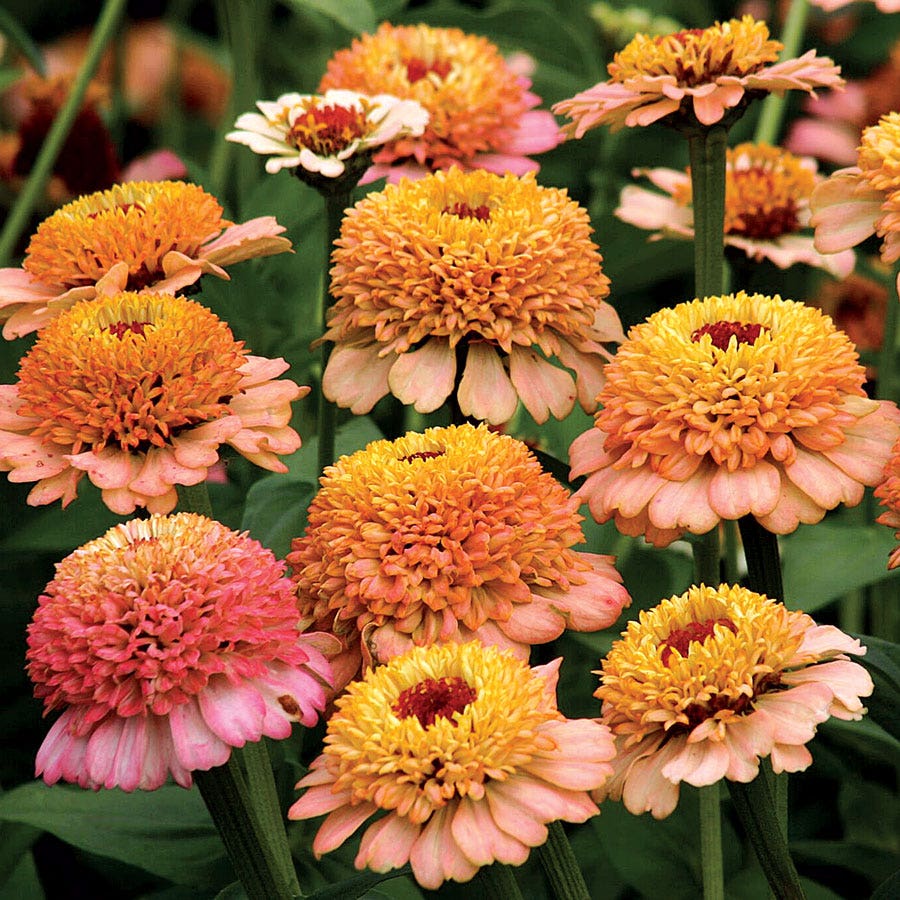 BEST SELLING FLOWERS