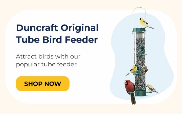Duncraft Original Tube Bird Feeder