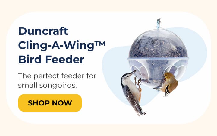 Duncraft Cling-A-Wing™ Bird Feeder
