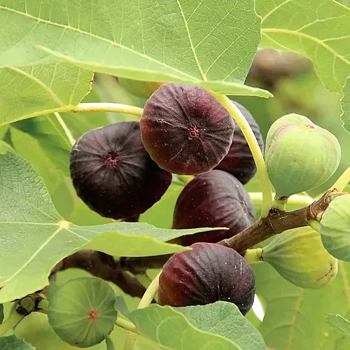 How and When to Prune a Fig Tree for a Bigger Harvest