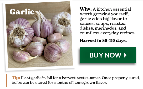 Garlic: A kitchen essential worth growing yourself, garlic adds big flavor to sauces, soups, roasted dishes, marinades, and countless everyday recipes.