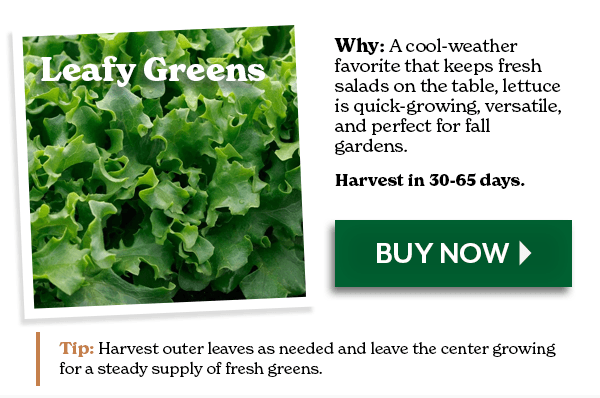 Leafy Greens: A cool-weather favorite that keeps fresh salads on the table, lettuce is quick-growing, versatile, and perfect for fall gardens