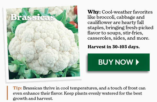Brassicas: Cool-weather favorites like broccoli and cabbage are hearty fall staples, bringing fresh-picked flavor to soups, stir-fries, casseroles, sides, and more.