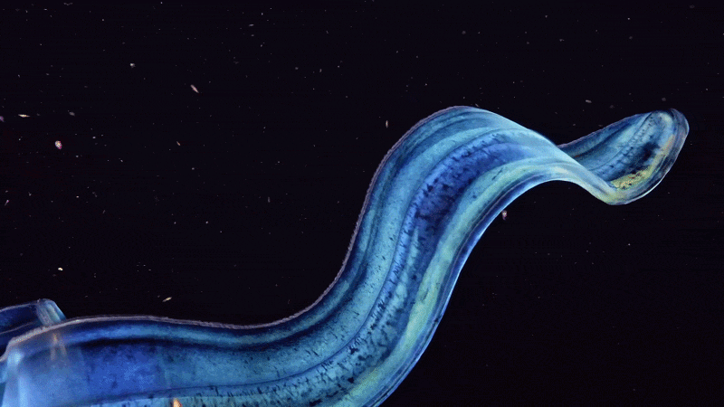 Ctenophores aren't just beautiful. They're biological wonders. | Quanta Magazine