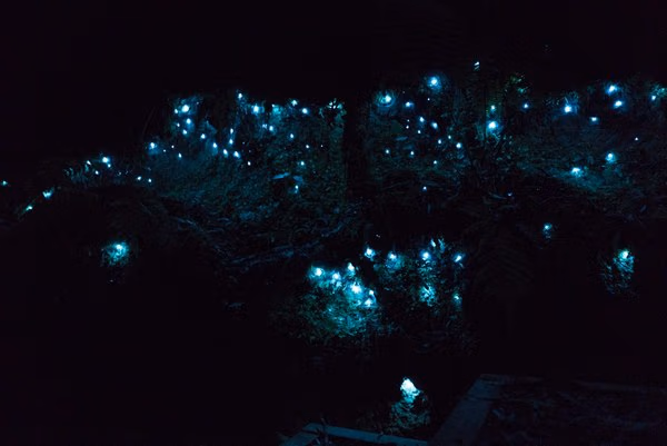 15 places to experience bioluminescence around the world | Atlas Obscura