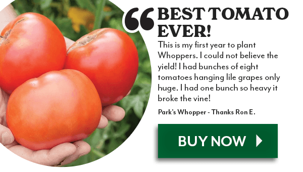 Best Tomato Ever. Park's Whopper Tomato