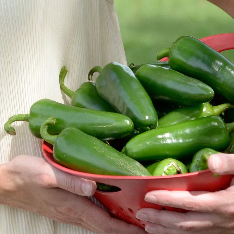 EXCLUSIVE VEGETABLES