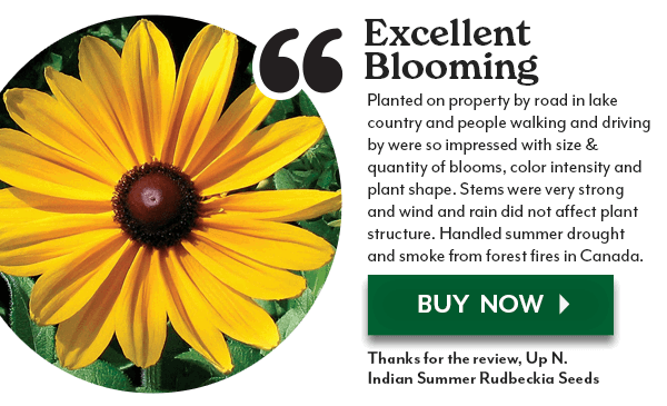 EXCELLENT BLOOMING! Indian Summer Rudbeckia review