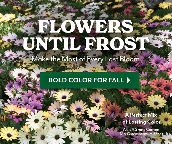Cool-Weather Charm for FALL COLOR