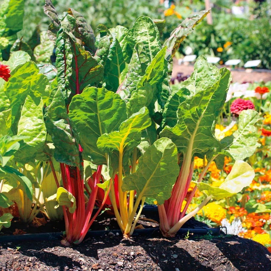 COOL SEASON CROPS