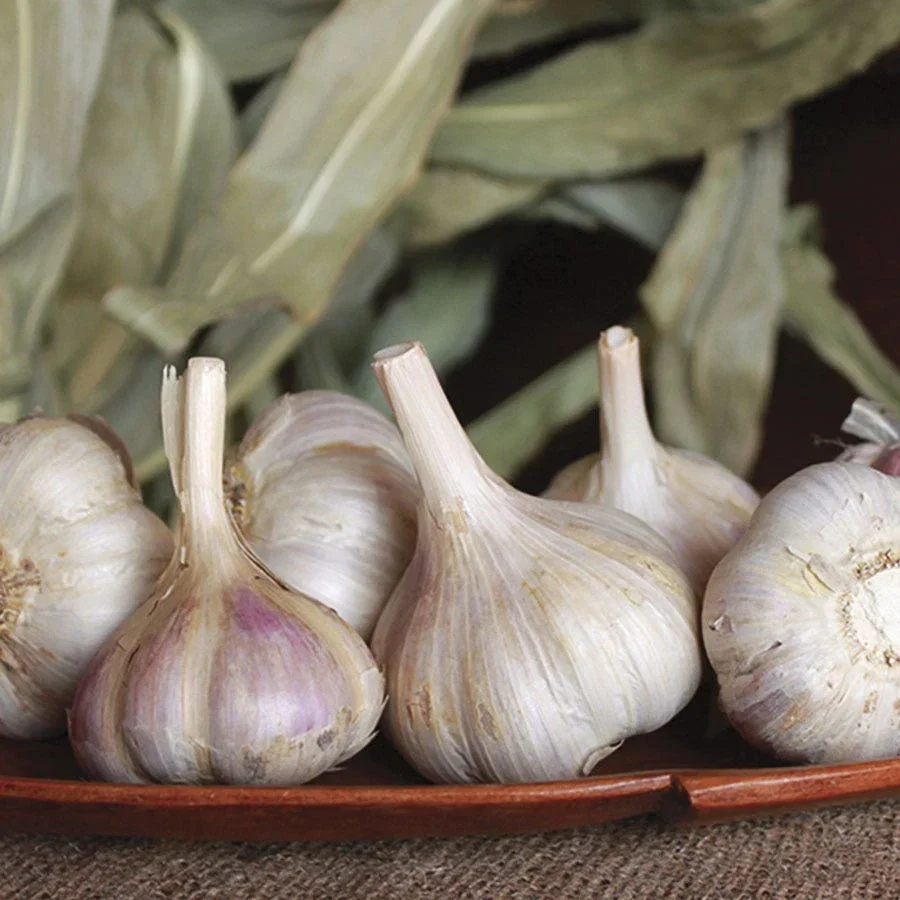 GARLIC