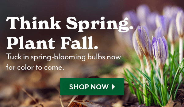 Think Spring. Plant Fall. Tuck in spring-blooming bulbs now for color to come.