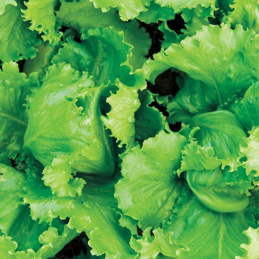 LEAFY GREENS
