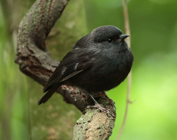 An entirely black karure bird sat on a spiralling branch.