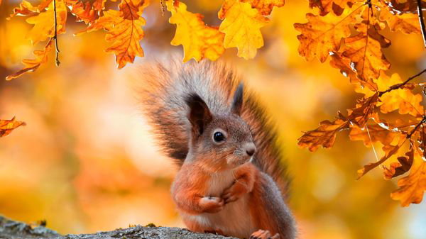 Quiz culture générale: êtes-vous incollable sur l’automne?