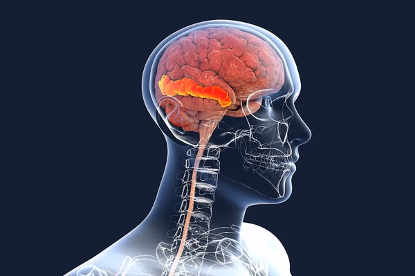 Scientists discover humans may actually have 2 brains rather than 1 | AOL