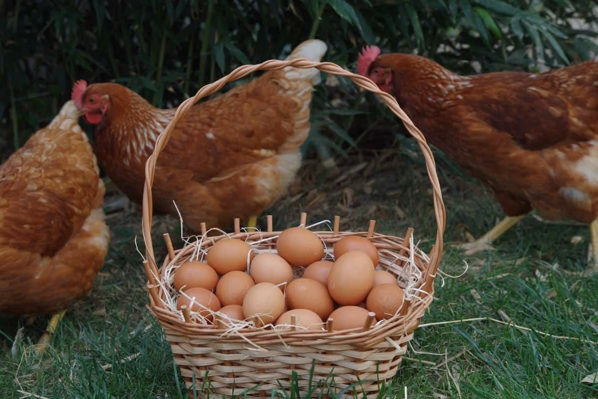 Which came first, the chicken or the egg? Scientists finally have the answer | A-Z Animals