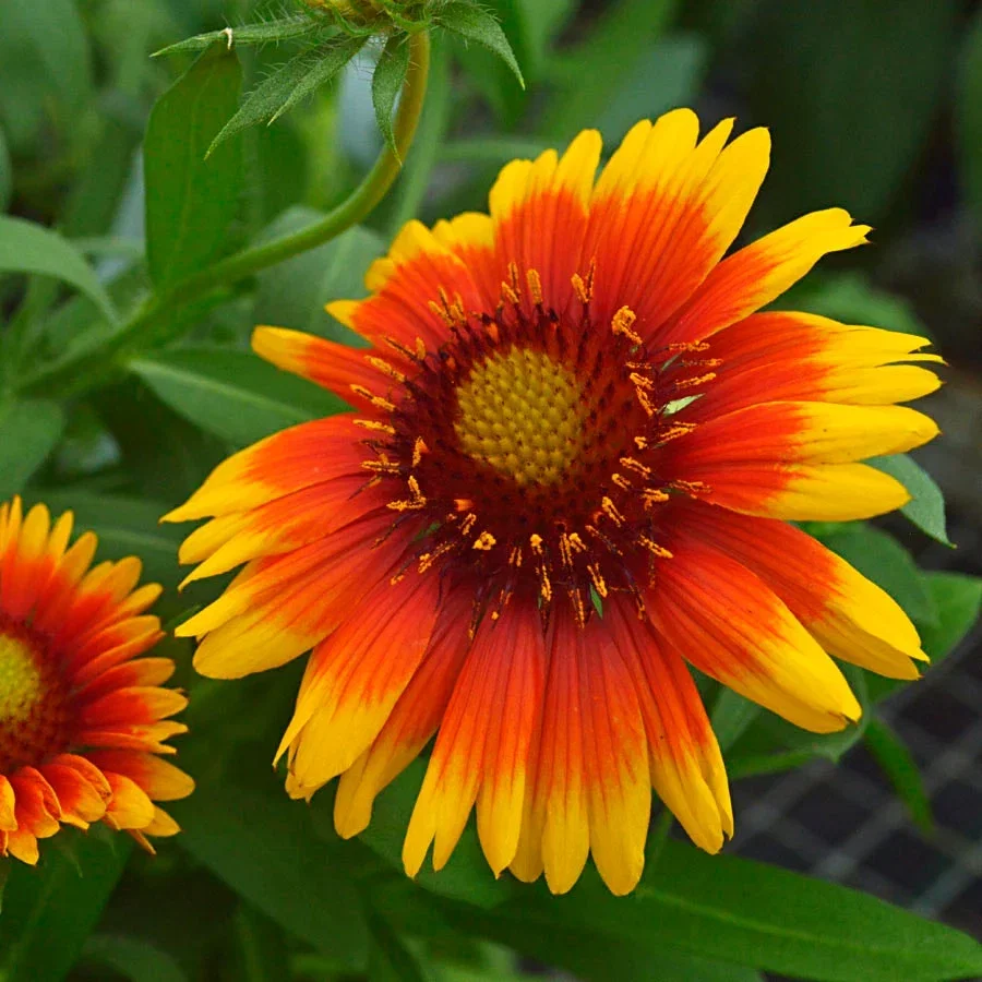PERENNIALS