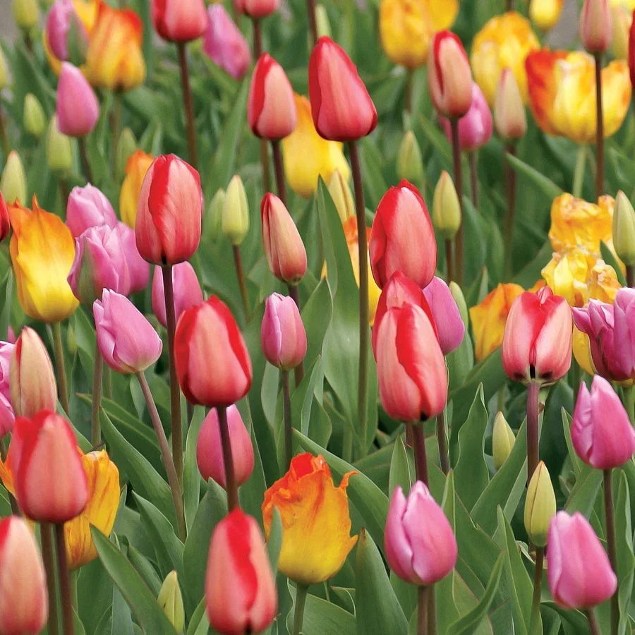 BULBS