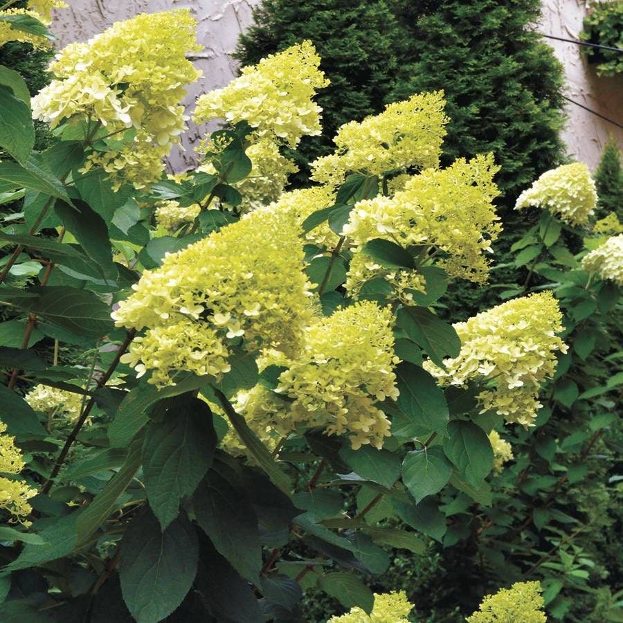 SHRUBS