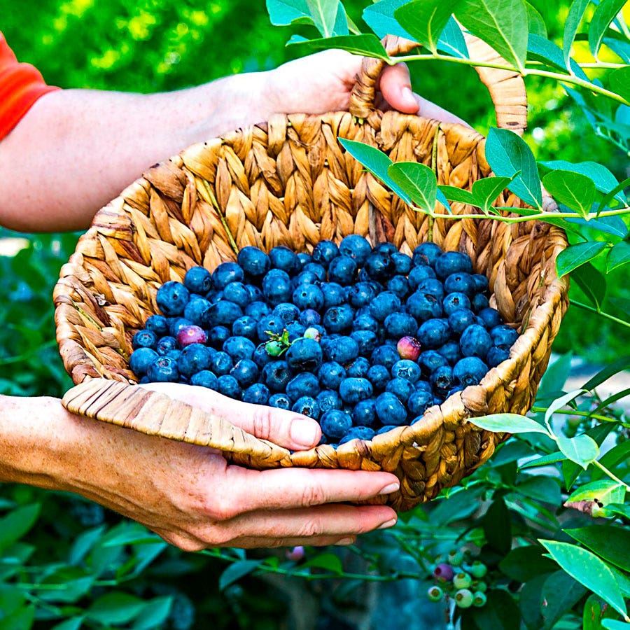 EDIBLE FRUIT