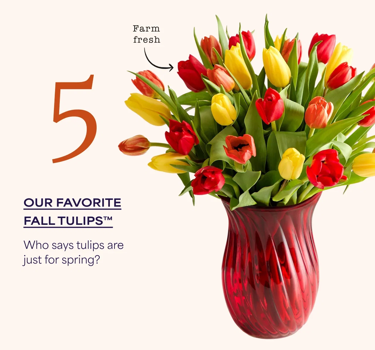 5 | Our Favorite Fall Tulips | Who says tulips are just for spring?