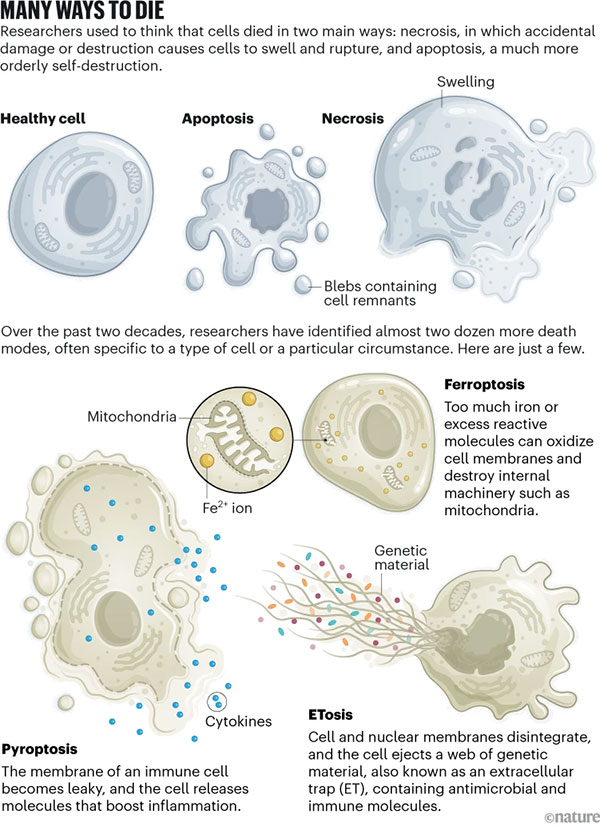 Infographic comparing several forms of cell death, showing a healthy cell alongside apoptosis, necrosis, ferroptosis, pyroptosis, and ETosis, with labels highlighting swelling, membrane rupture, iron-related damage, inflammatory molecule release, and extracellular DNA webs.