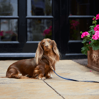 Pet outside The Bear Hotel