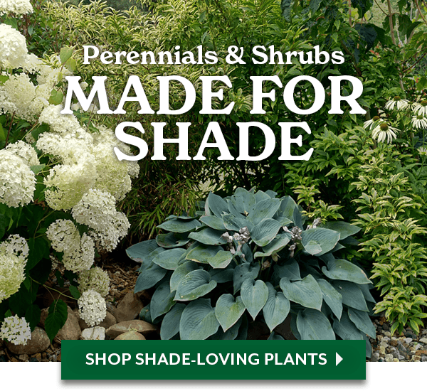 Lush Layers Made for the Shade + 25% OFF Sitewide with code GROW25