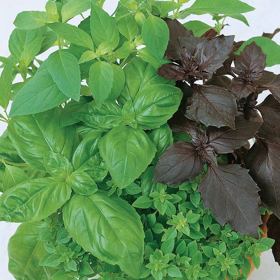 Herbs