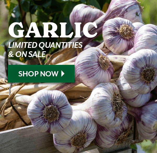 Preorder Your Garlic for Fall