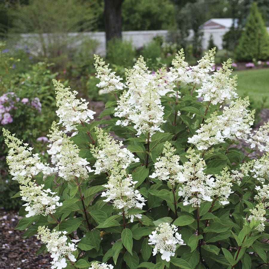SHRUBS