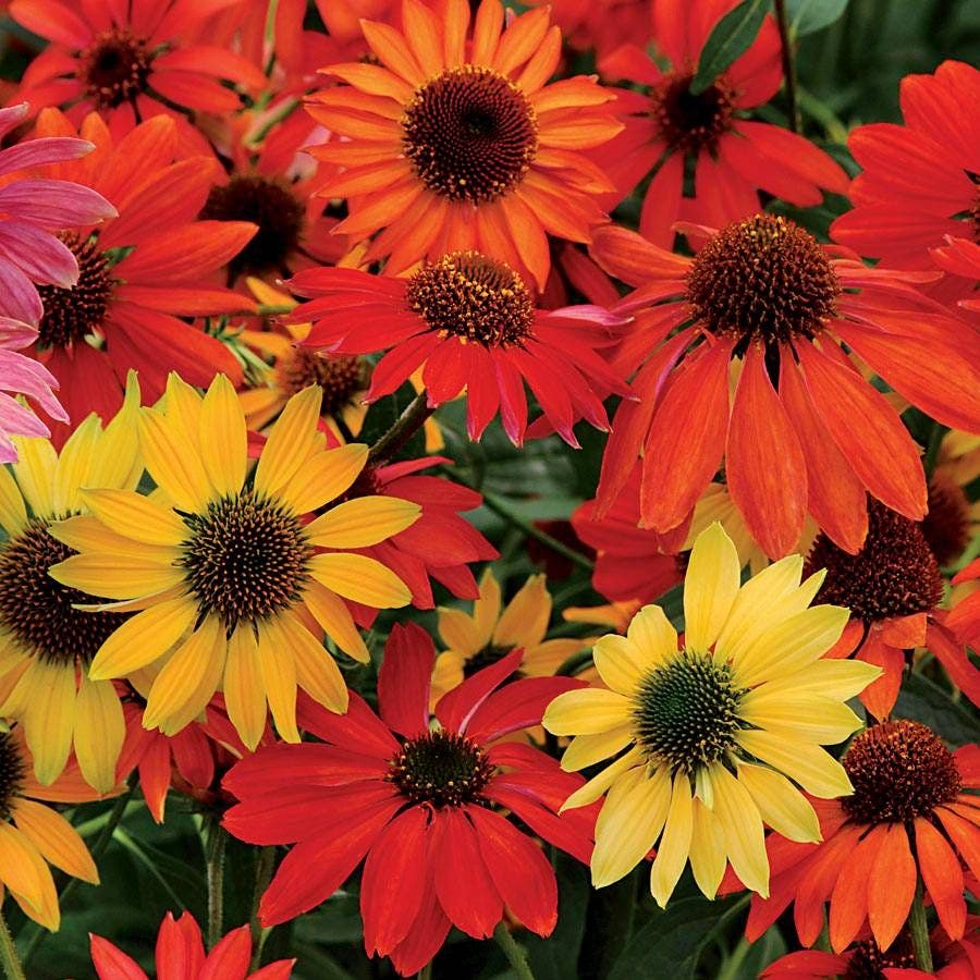 PERENNIALS