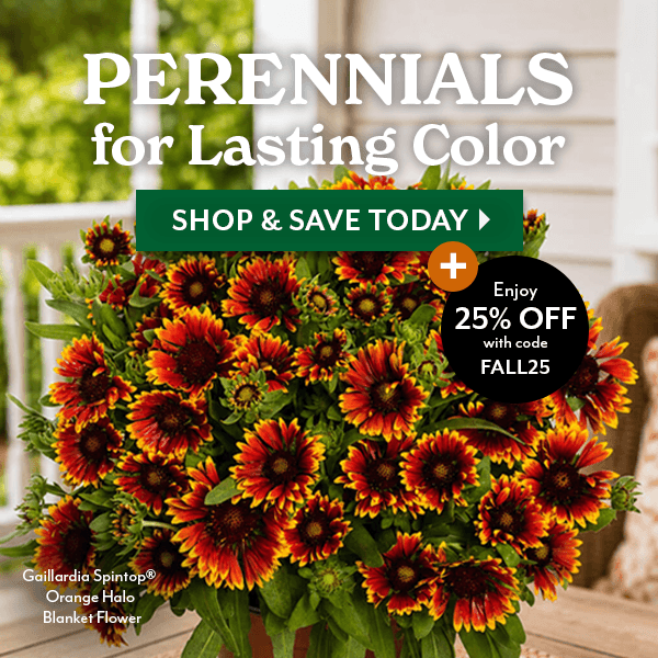 Plant Now. Blooms Every Year