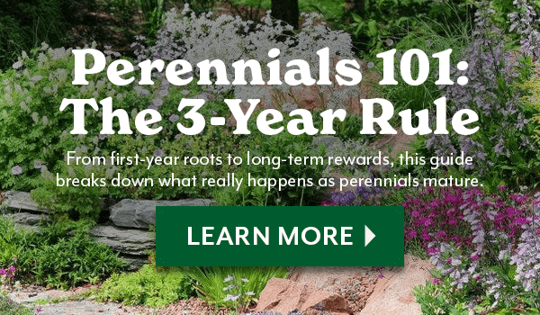 Perennials 101: The 3-year rule. From first year roots to long term rewards, this guide breaks down what really happens as perennials mature.