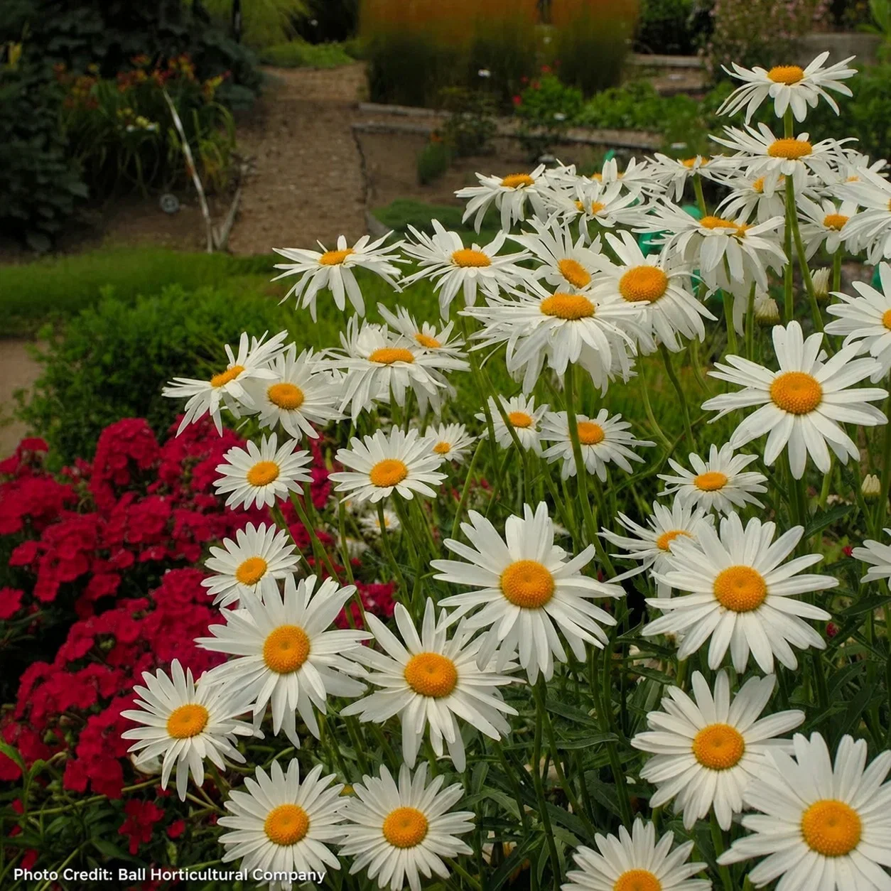 Leucanthemum 'Alaska' Daisy