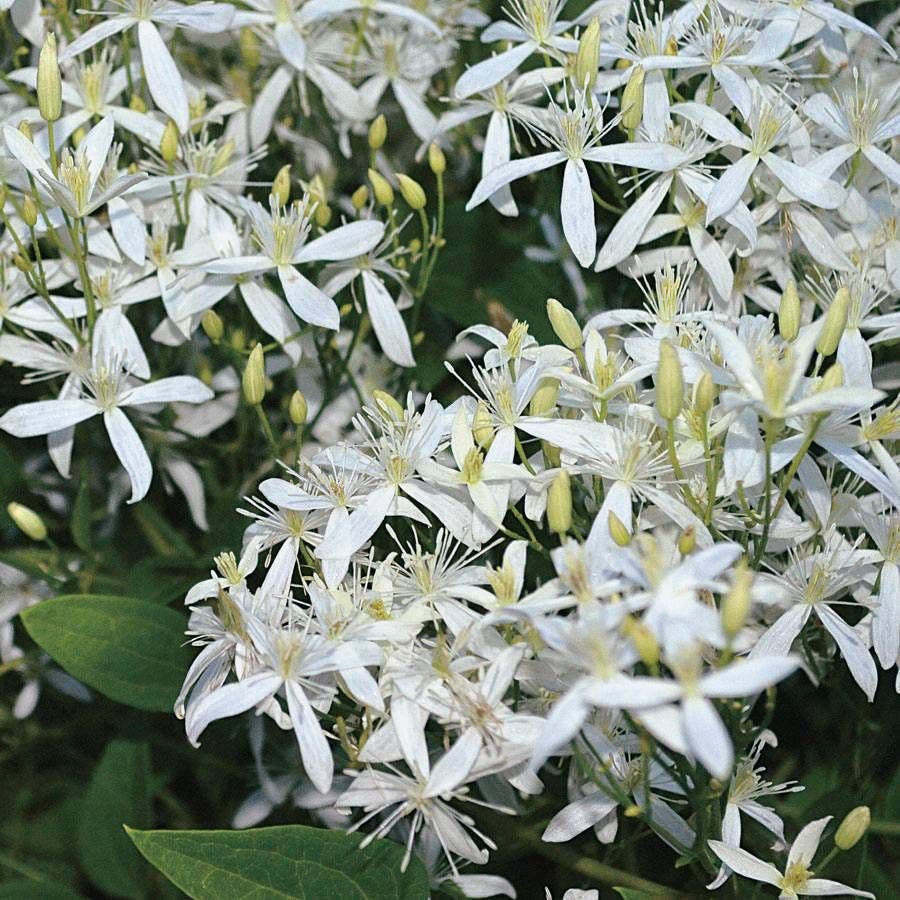 Clematis Sweet Autumn 2 reviews