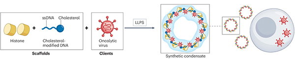 A diagram showing the formation of a synthetic condensate that can deliver an oncolytic virus to the tumour inside the body.