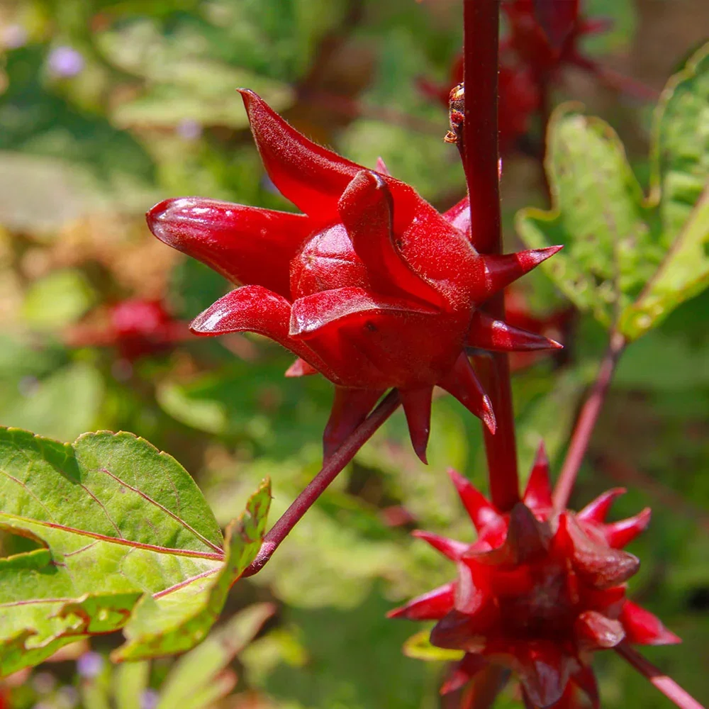 EDIBLE FRUIT