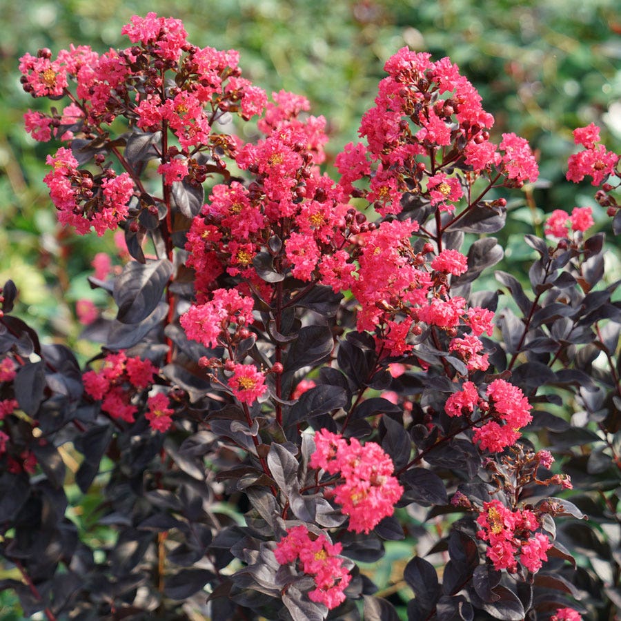 SHRUBS