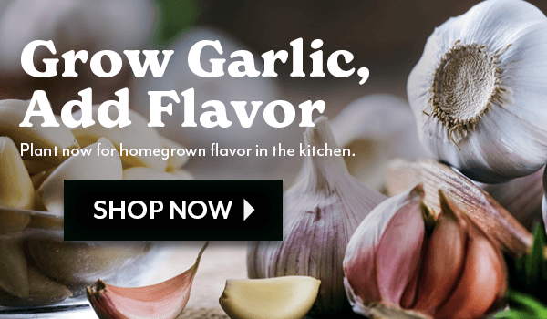 Don't Forget the Garlic. Grow bold flavor with garlic. Simple to plant, easy to love, and ready to elevate your kitchen