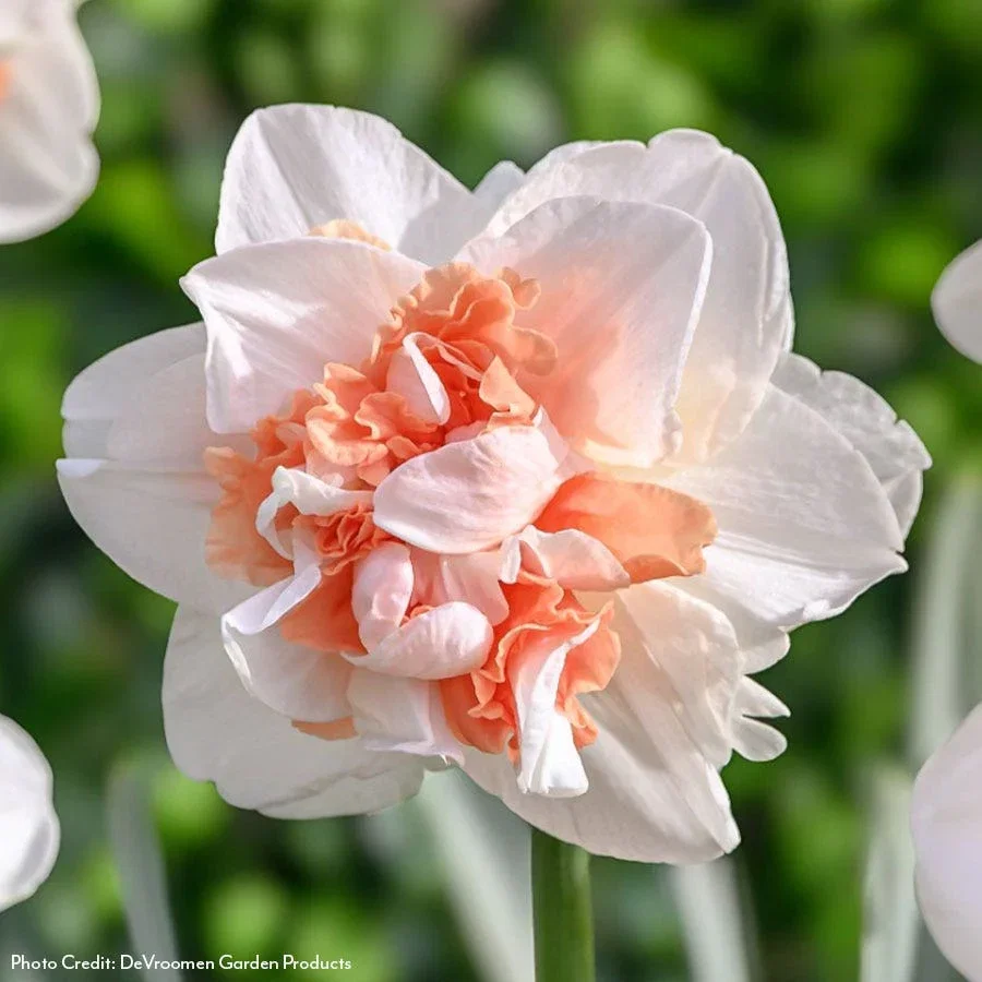 BULBS