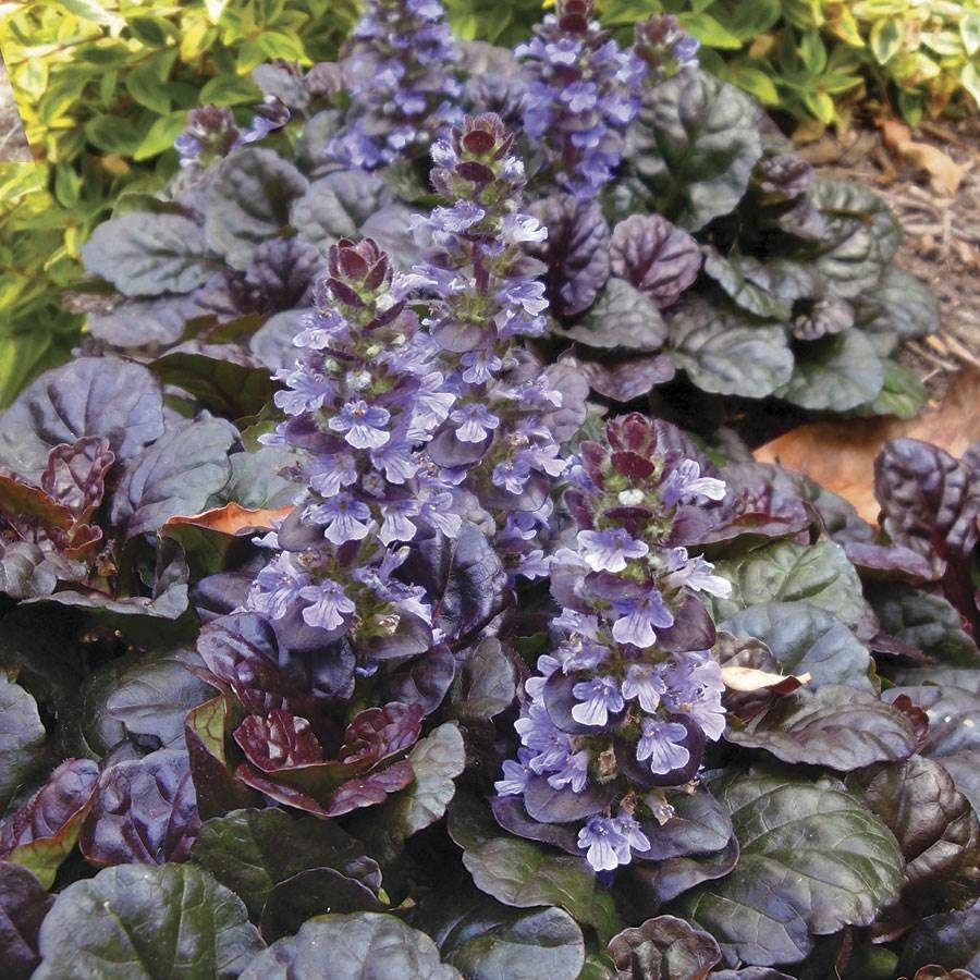 PERENNIALS