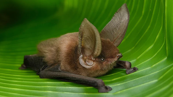 A brown bat resting on a large green leaf, highlighting its prominent, large ears and detailed fur texture. The vibrant green leaf contrasts with the bat's dark wings and body.