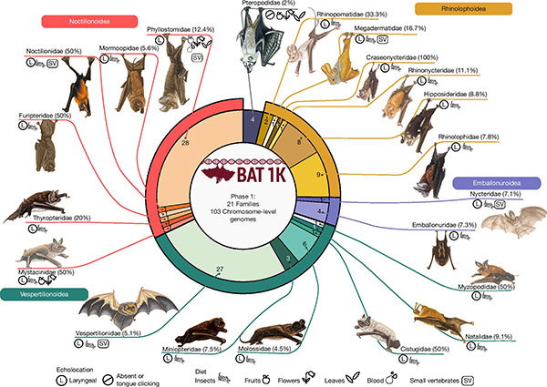 A pie chart illustrating the completion of phase 1 of the Bat1k project. Values within each slice indicate the number of genome assemblies per family.