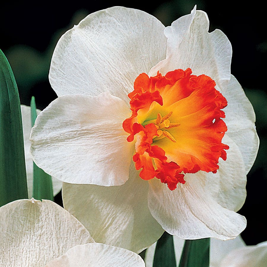 Daffodil